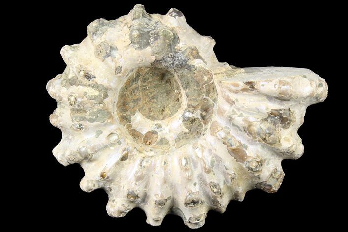 Bumpy Douvilleiceras Ammonite - Madagascar #79129